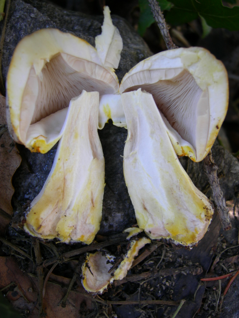 Funghi di casa2